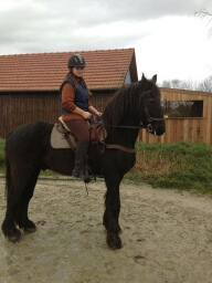 Mareikes Pferd Thor 
im Januar 2014